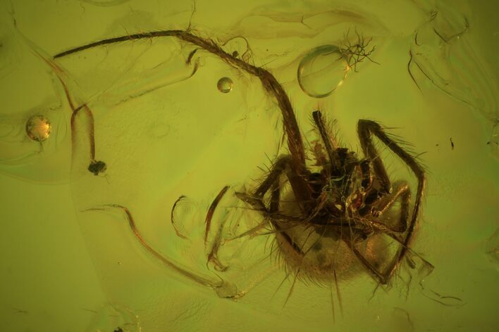 Detailed Fossil Spider (Aranea) In Baltic Amber #84618